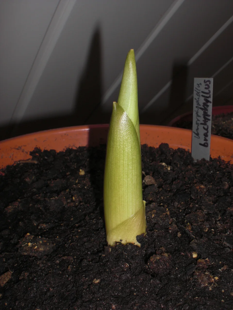 Amorphophallus brachyphyllus