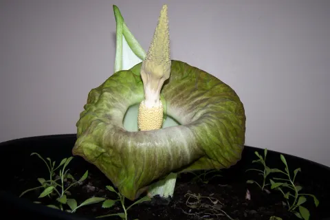 Amorphophallus lewallei