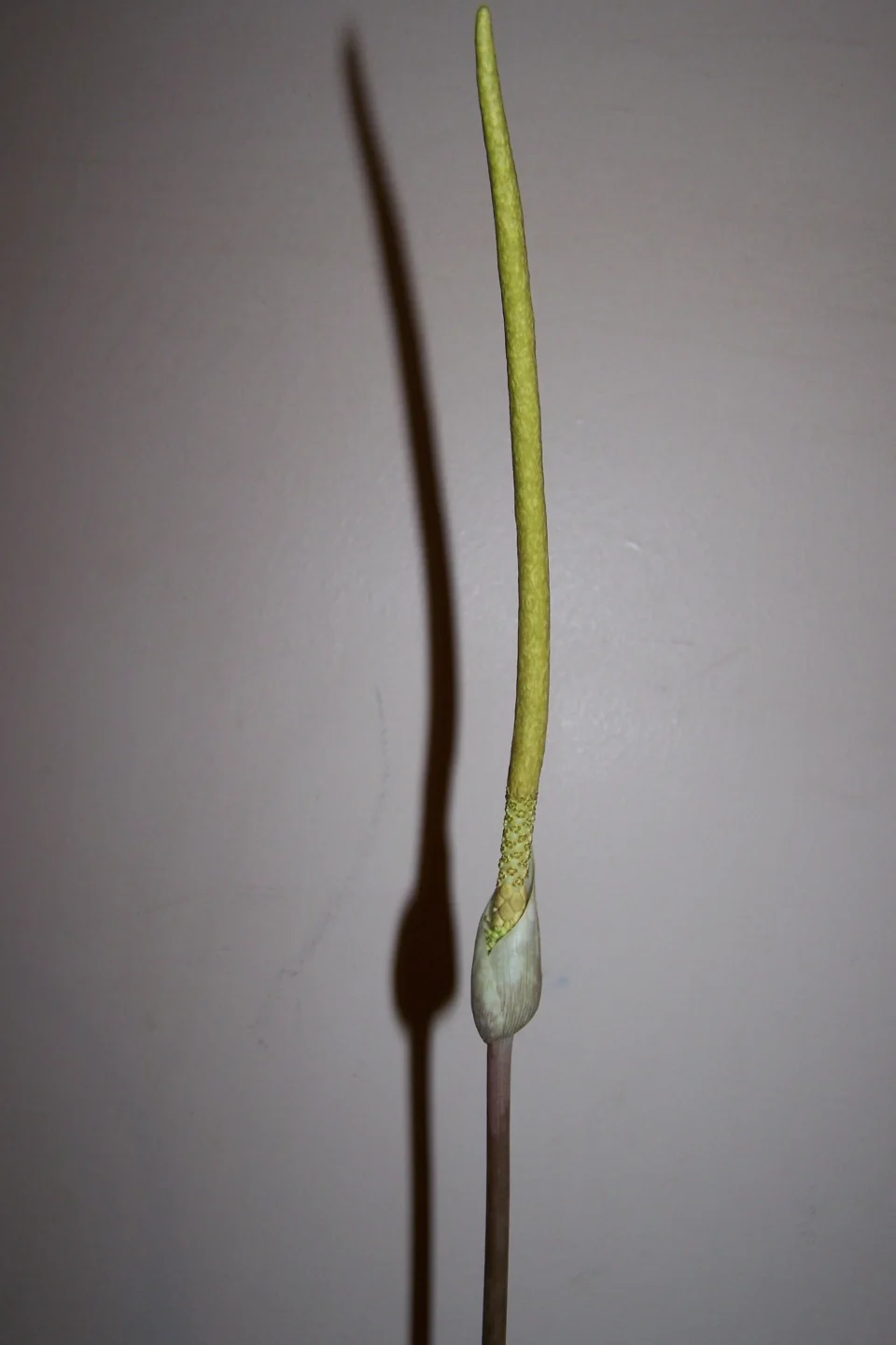 Amorphophallus sylvaticus