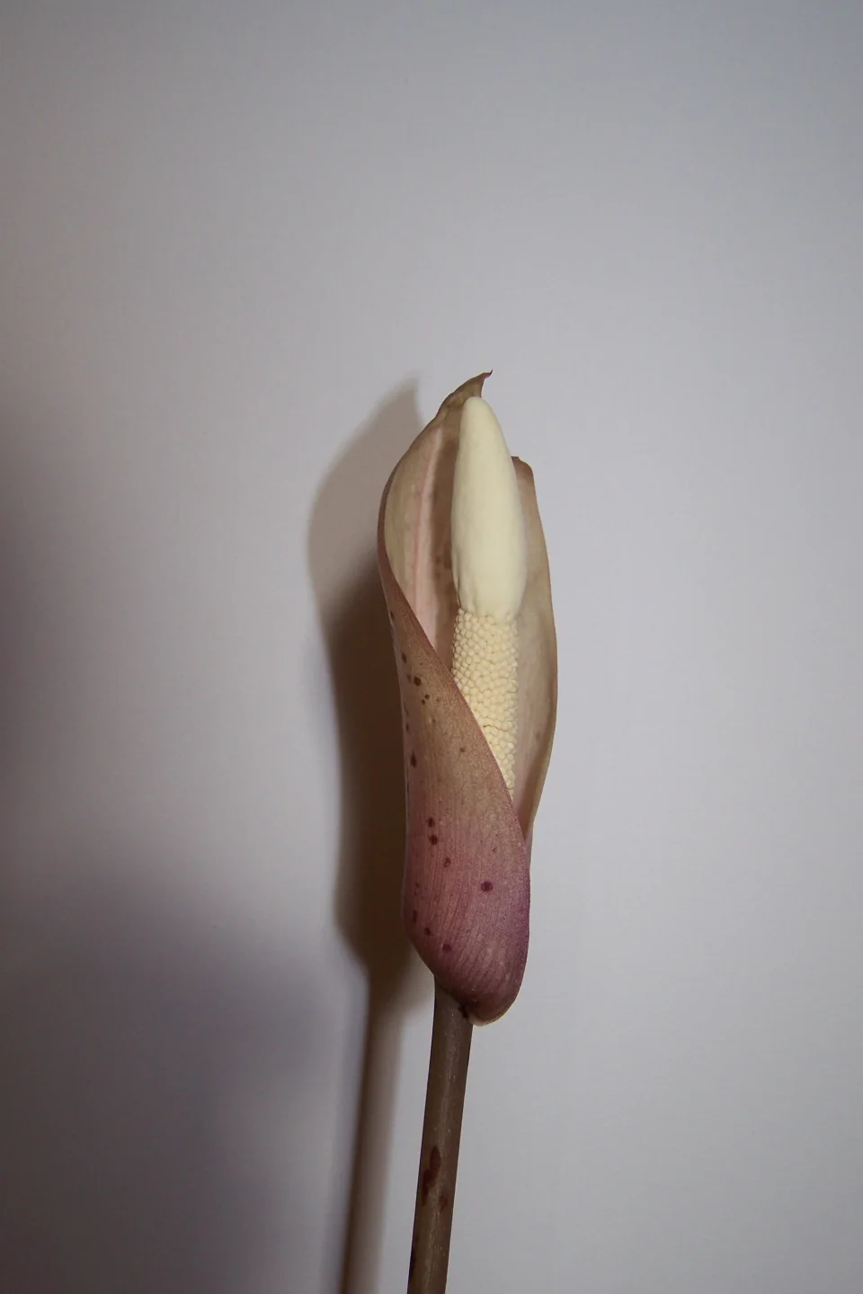 Amorphophallus carneus