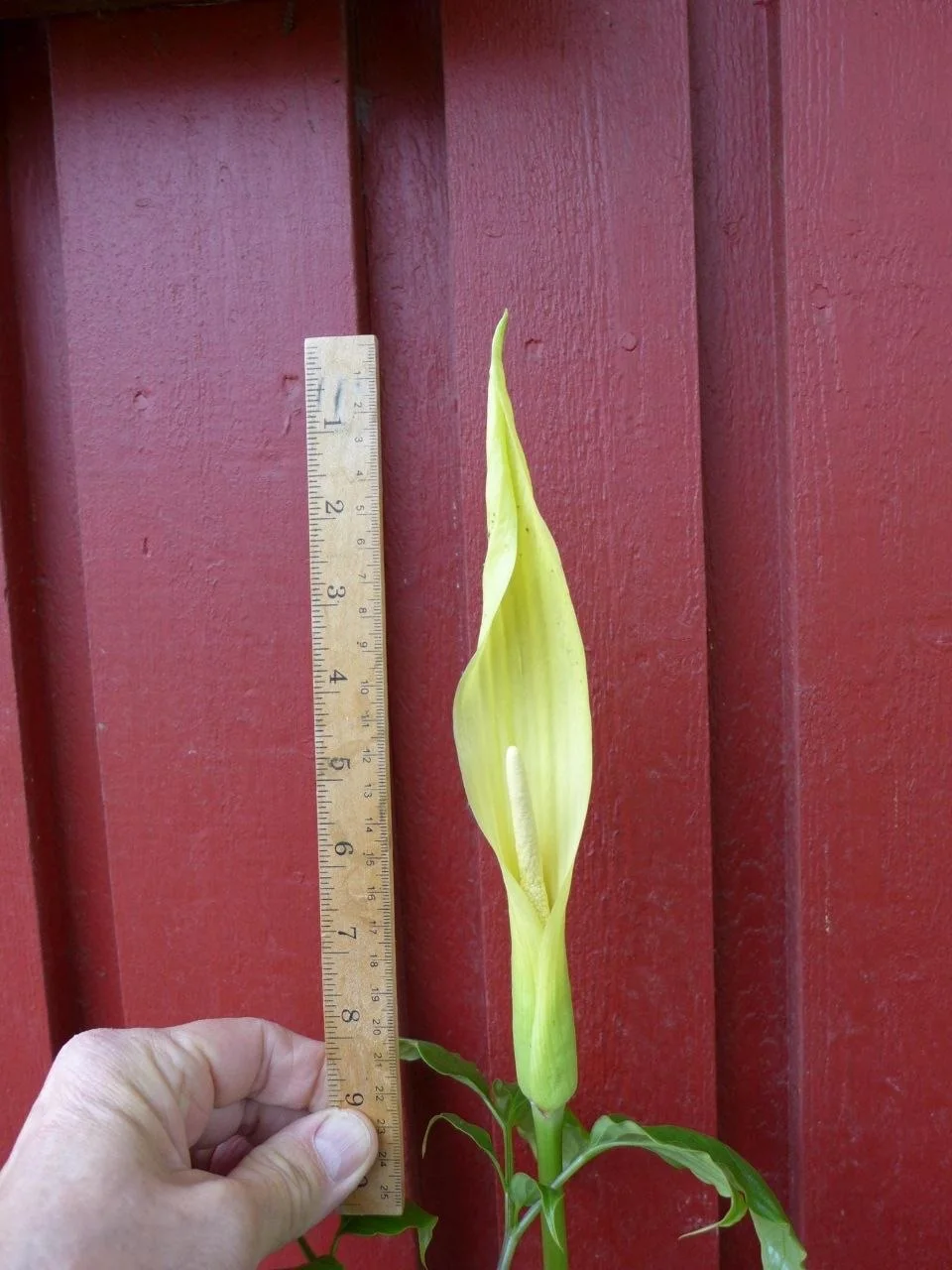 Amorphophallus aff. beccarii
