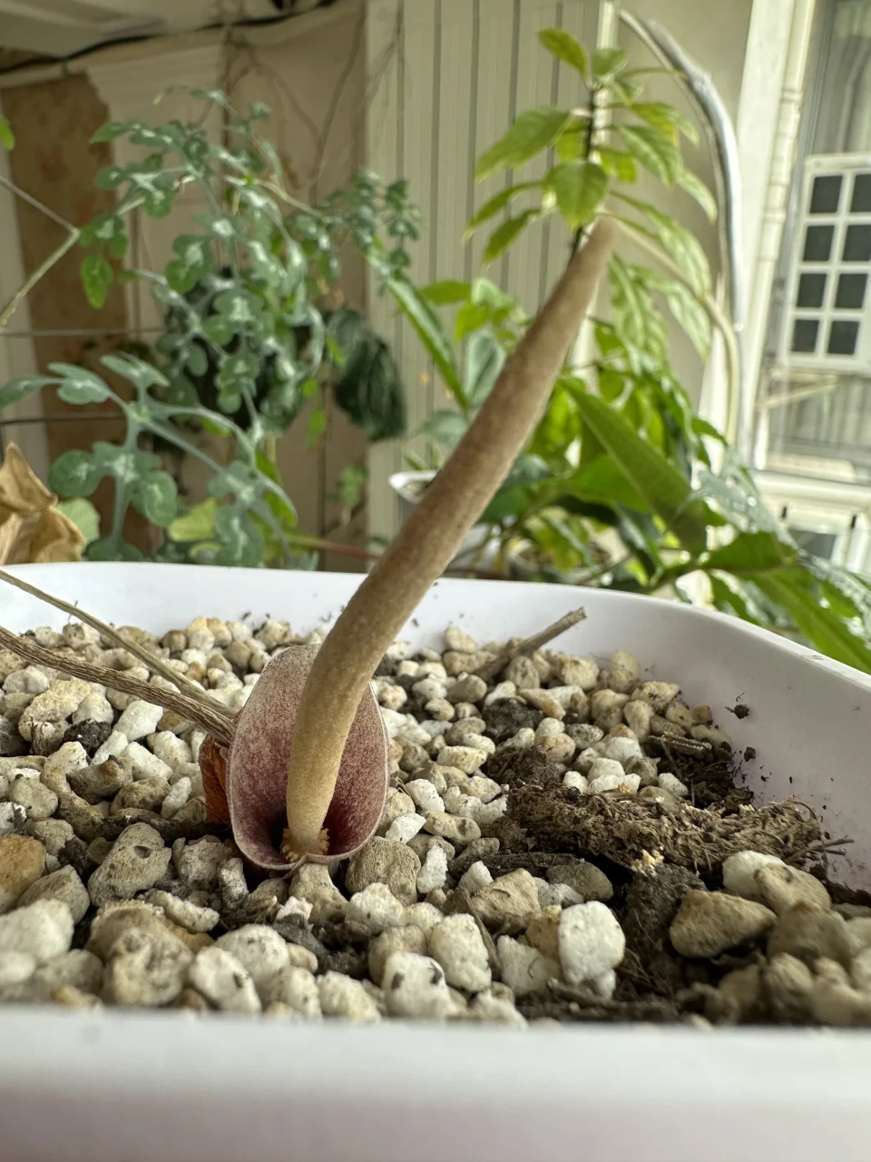 Amorphophallus polyanthus