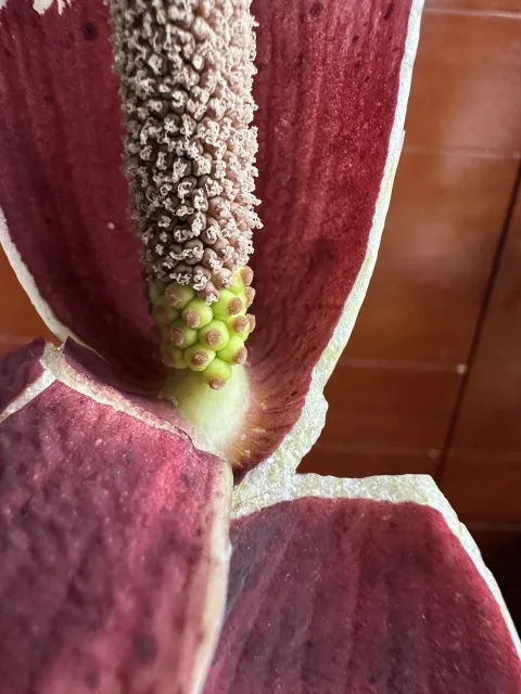 Amorphophallus hayi