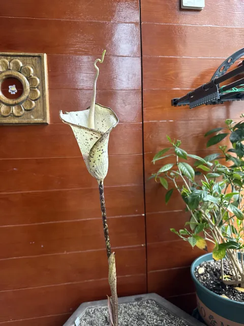 Amorphophallus hayi