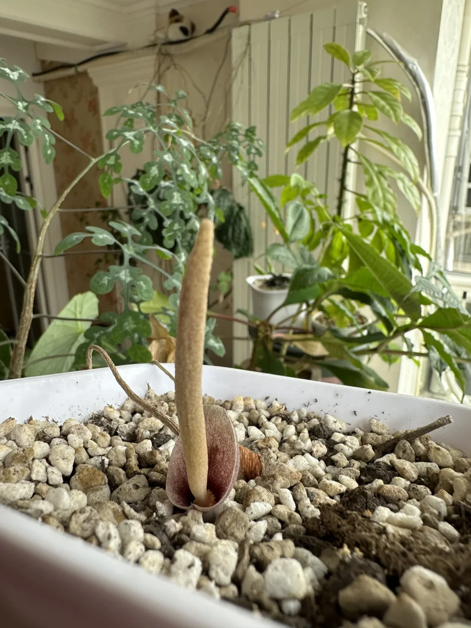 Amorphophallus polyanthus