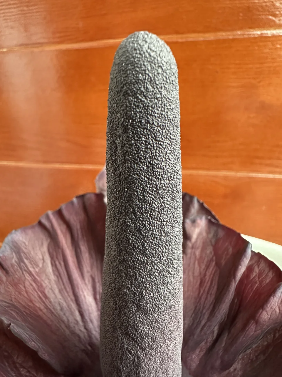 Amorphophallus mossambicensis