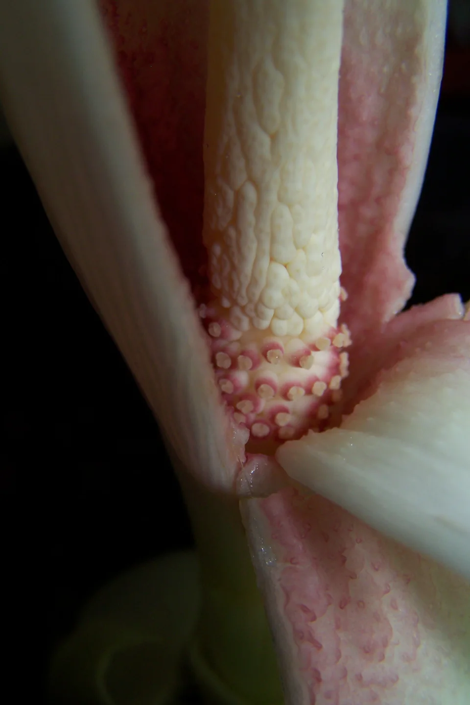 Amorphophallus brachyphyllus