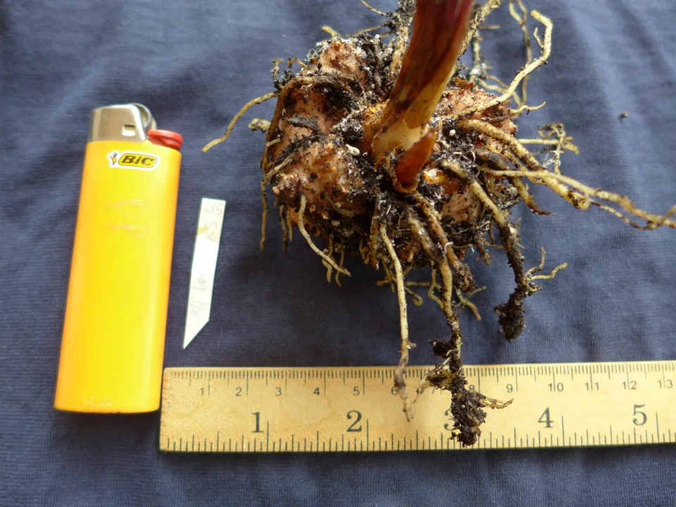 Amorphophallus aff. beccarii