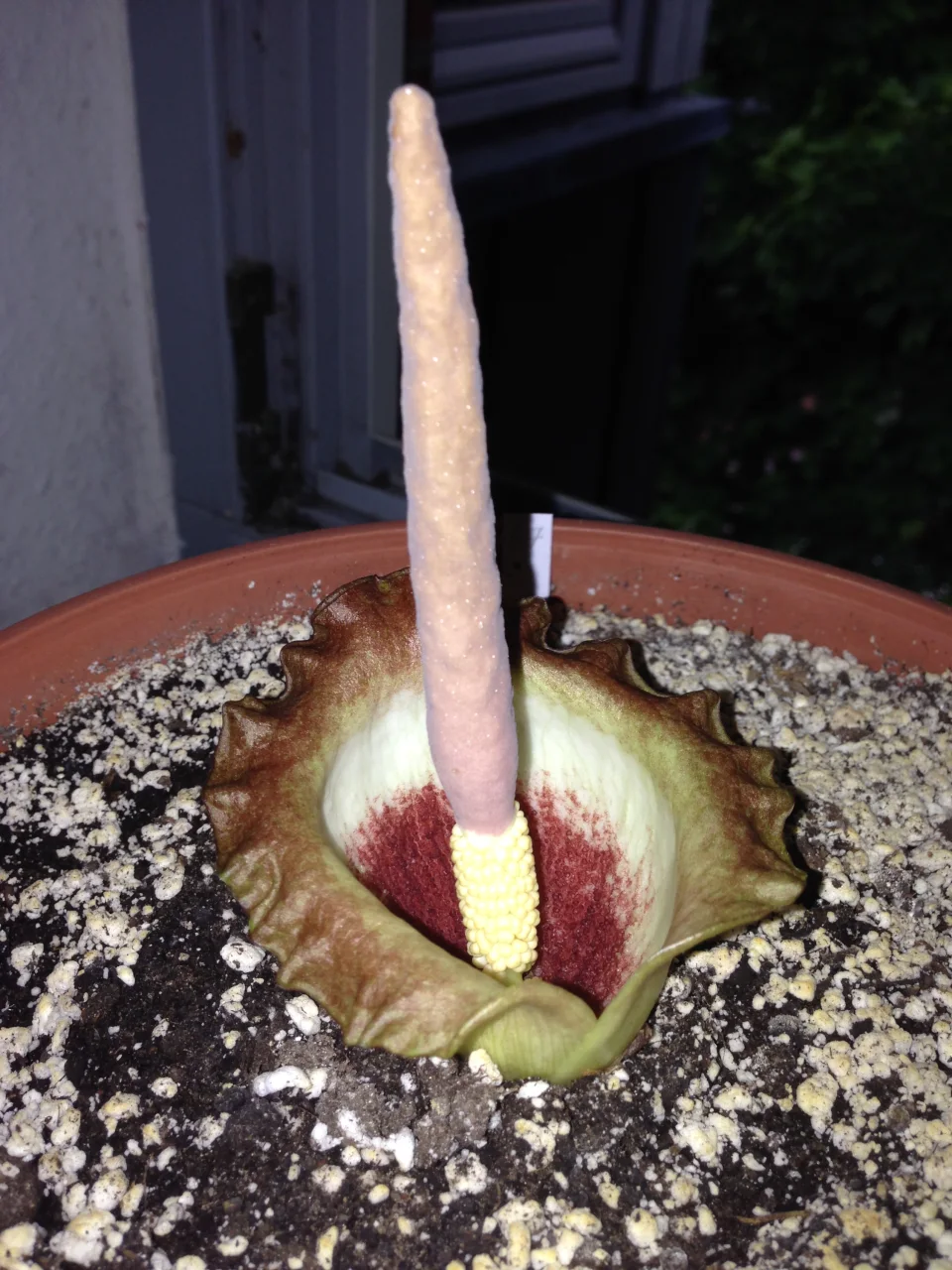 Amorphophallus eichleri