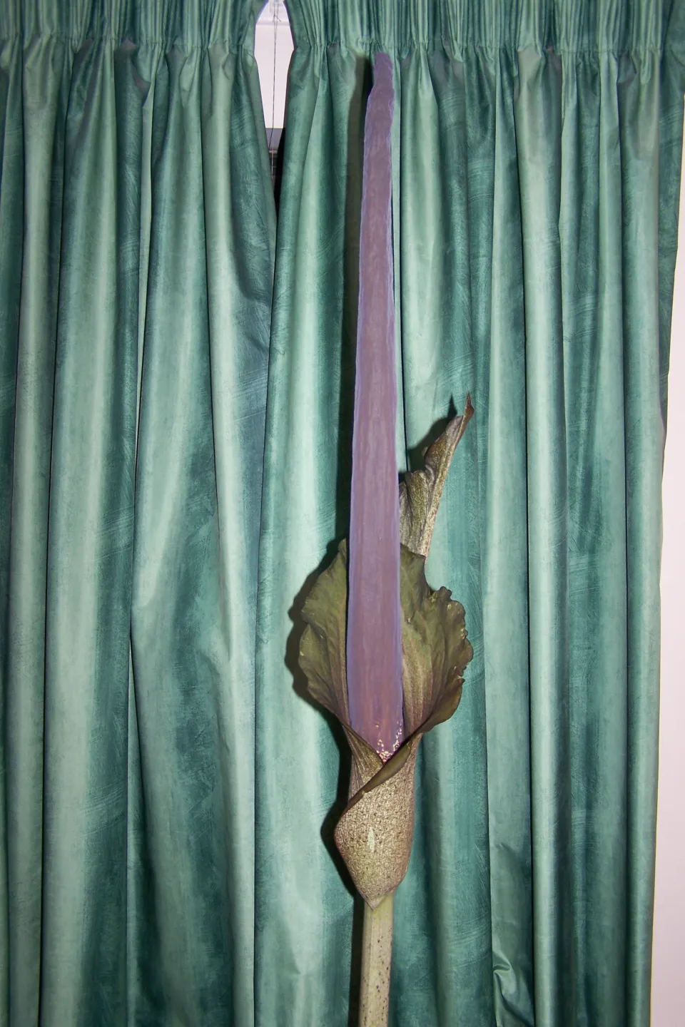 Amorphophallus taurostigma