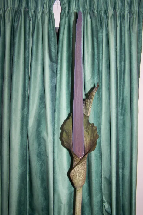 Amorphophallus taurostigma