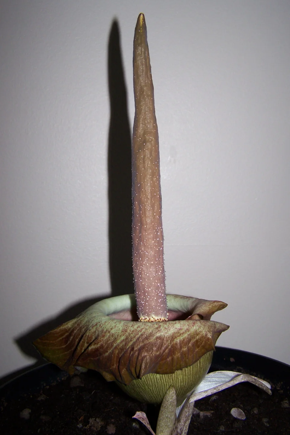 Amorphophallus impressus