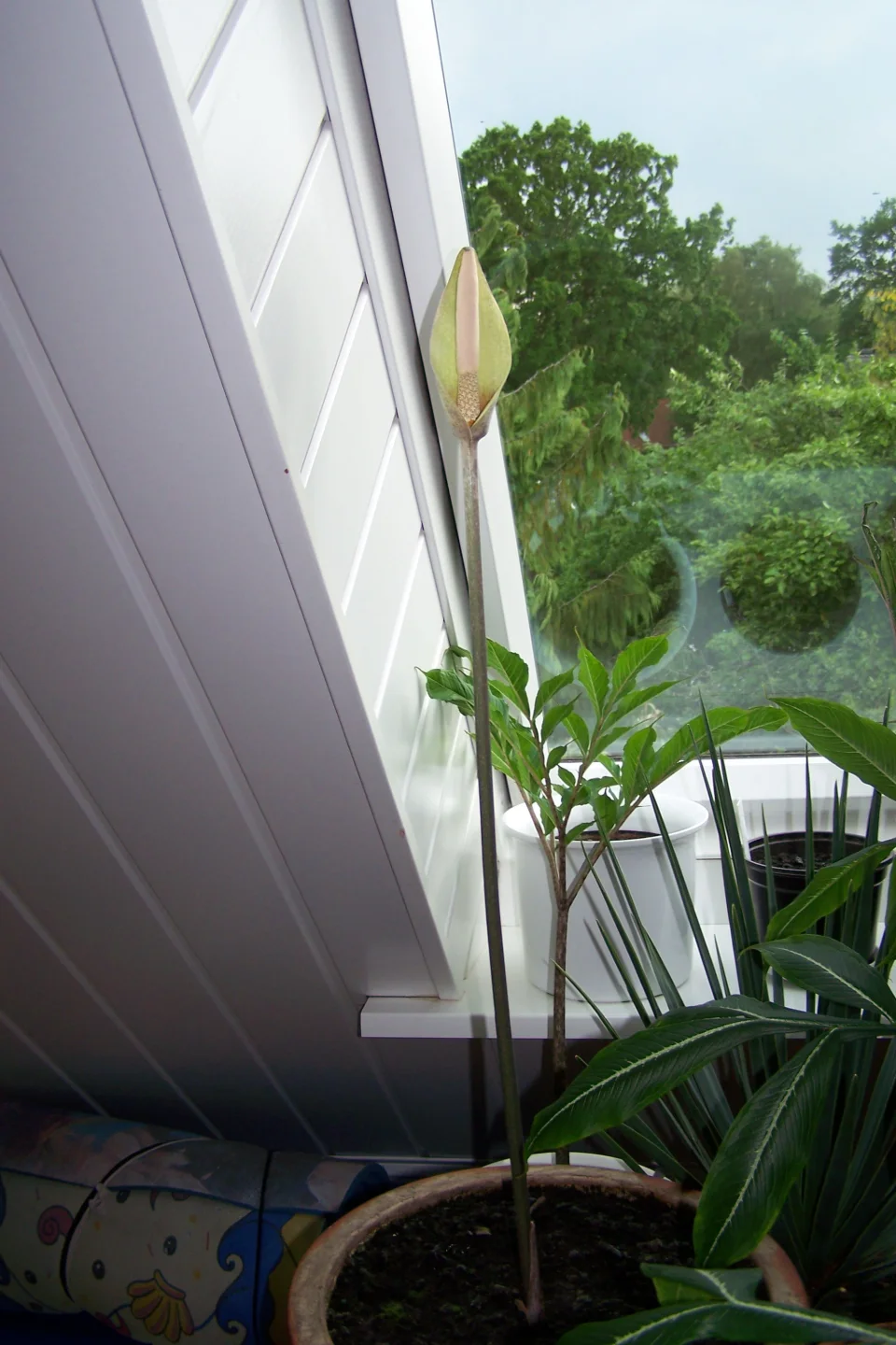 Amorphophallus longituberosus