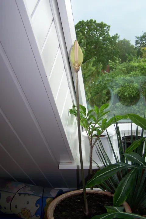 Amorphophallus longituberosus