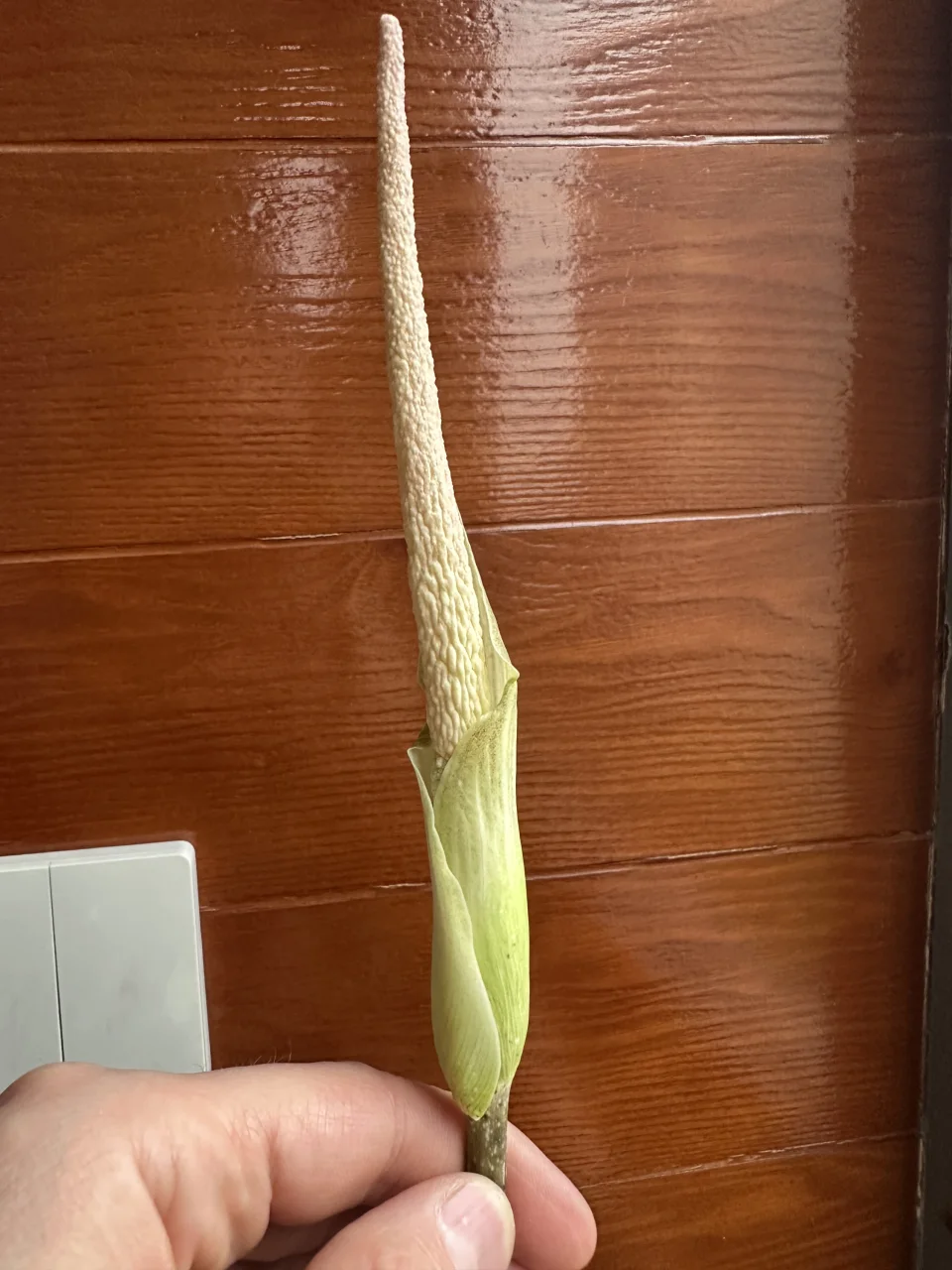 Amorphophallus variabilis