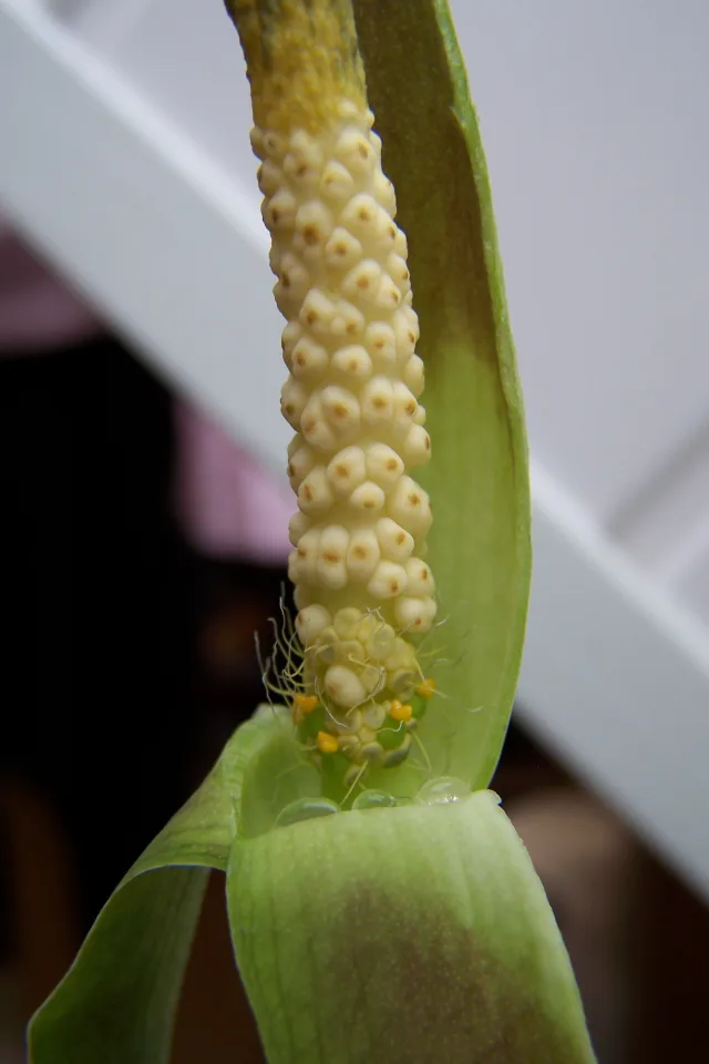 Amorphophallus aberrans