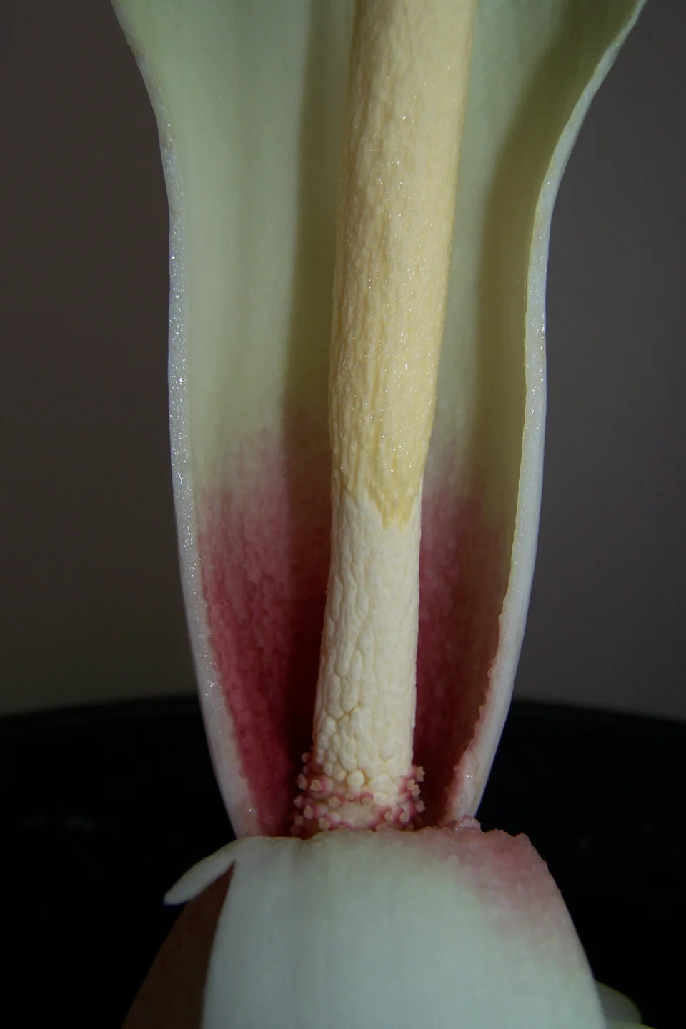 Amorphophallus brachyphyllus