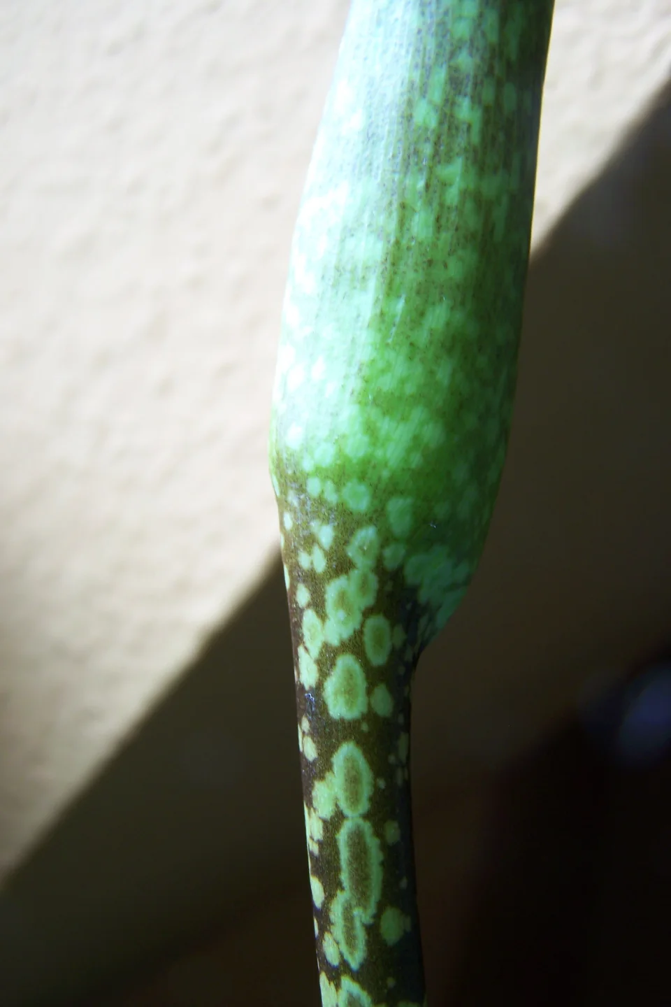 Amorphophallus beccarii