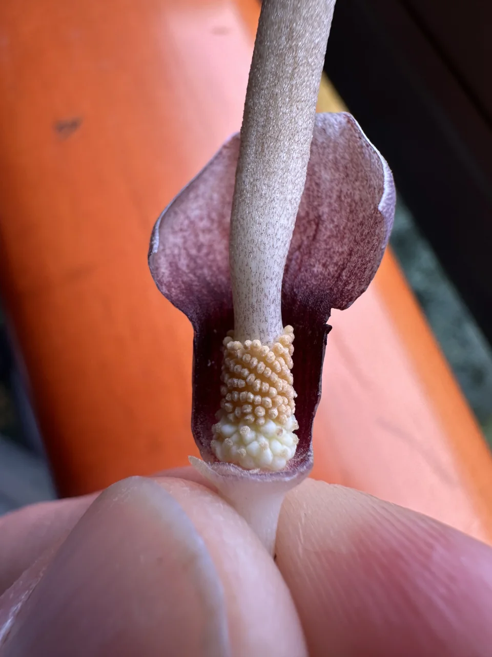 Amorphophallus polyanthus