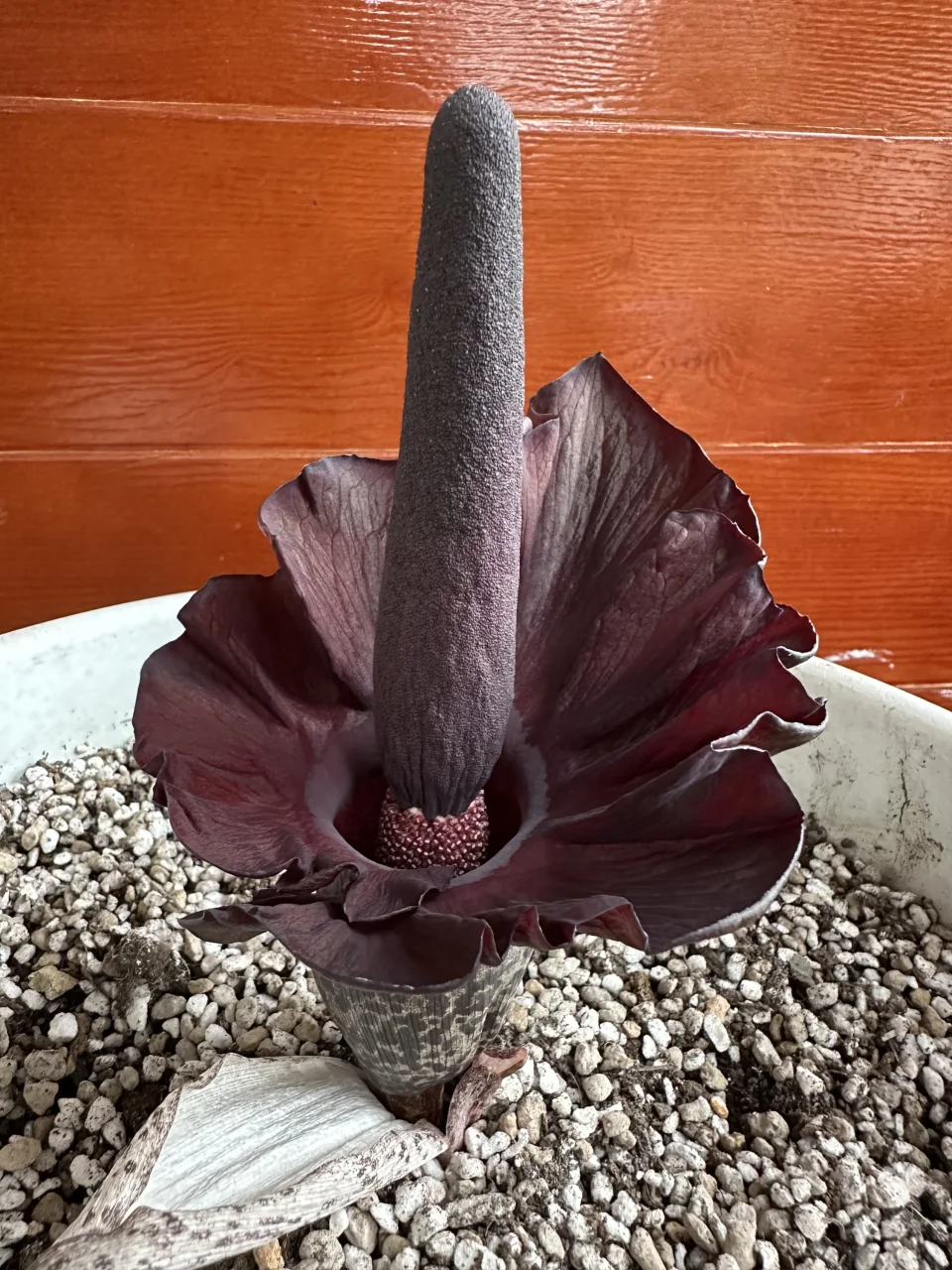 Amorphophallus mossambicensis
