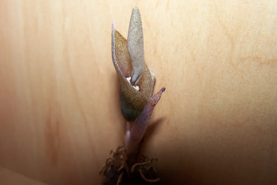 Amorphophallus terrestris