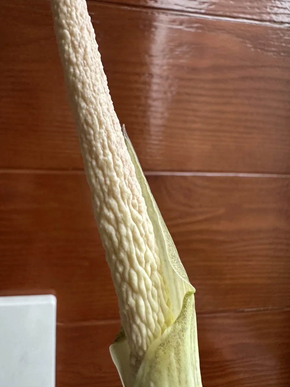 Amorphophallus variabilis