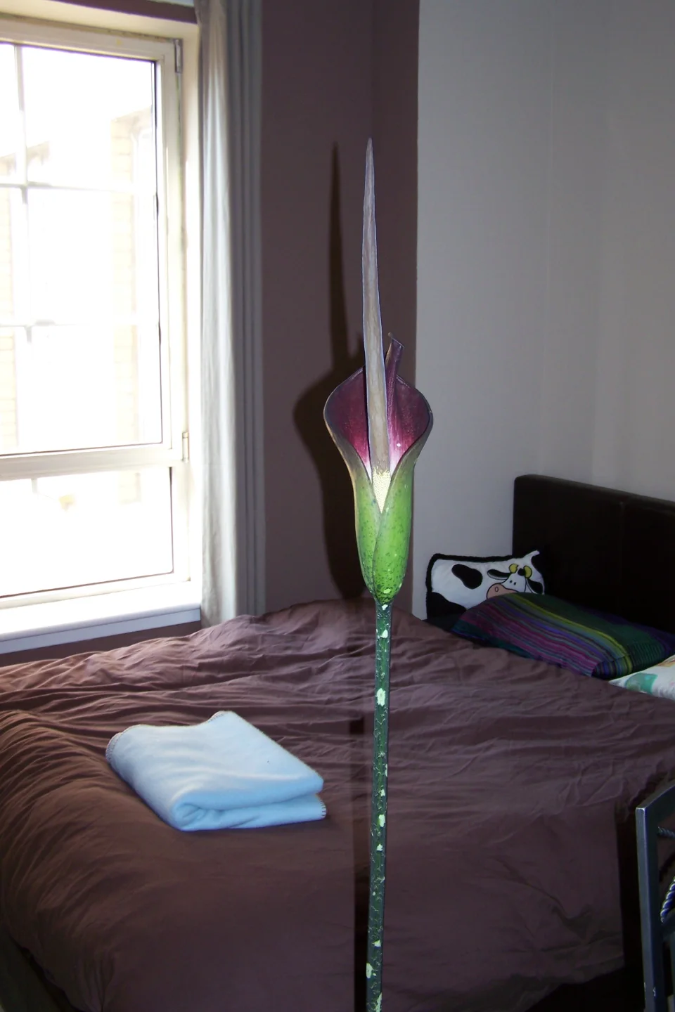 Amorphophallus borneensis