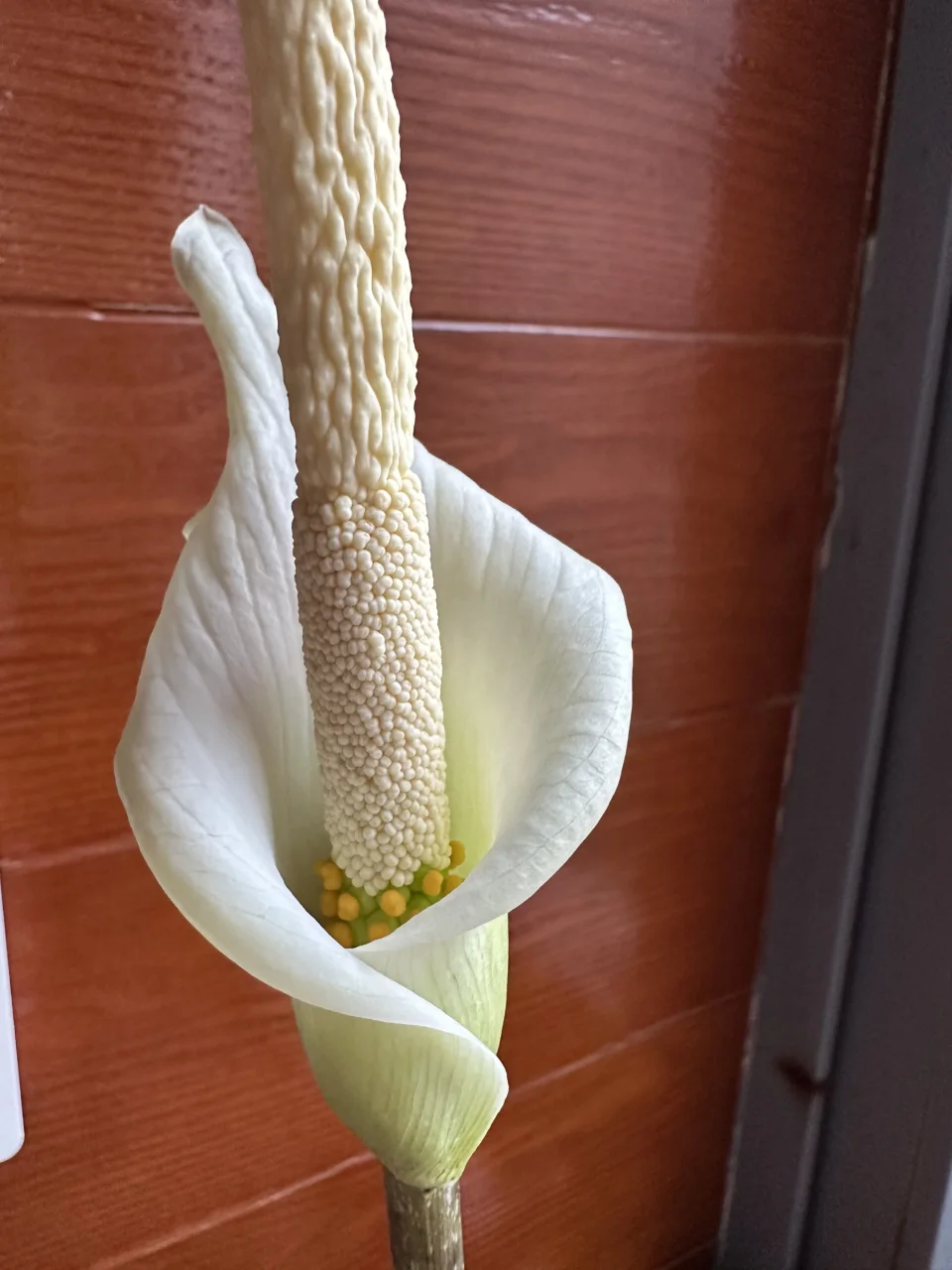 Amorphophallus variabilis