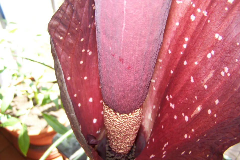 Amorphophallus dactylifer