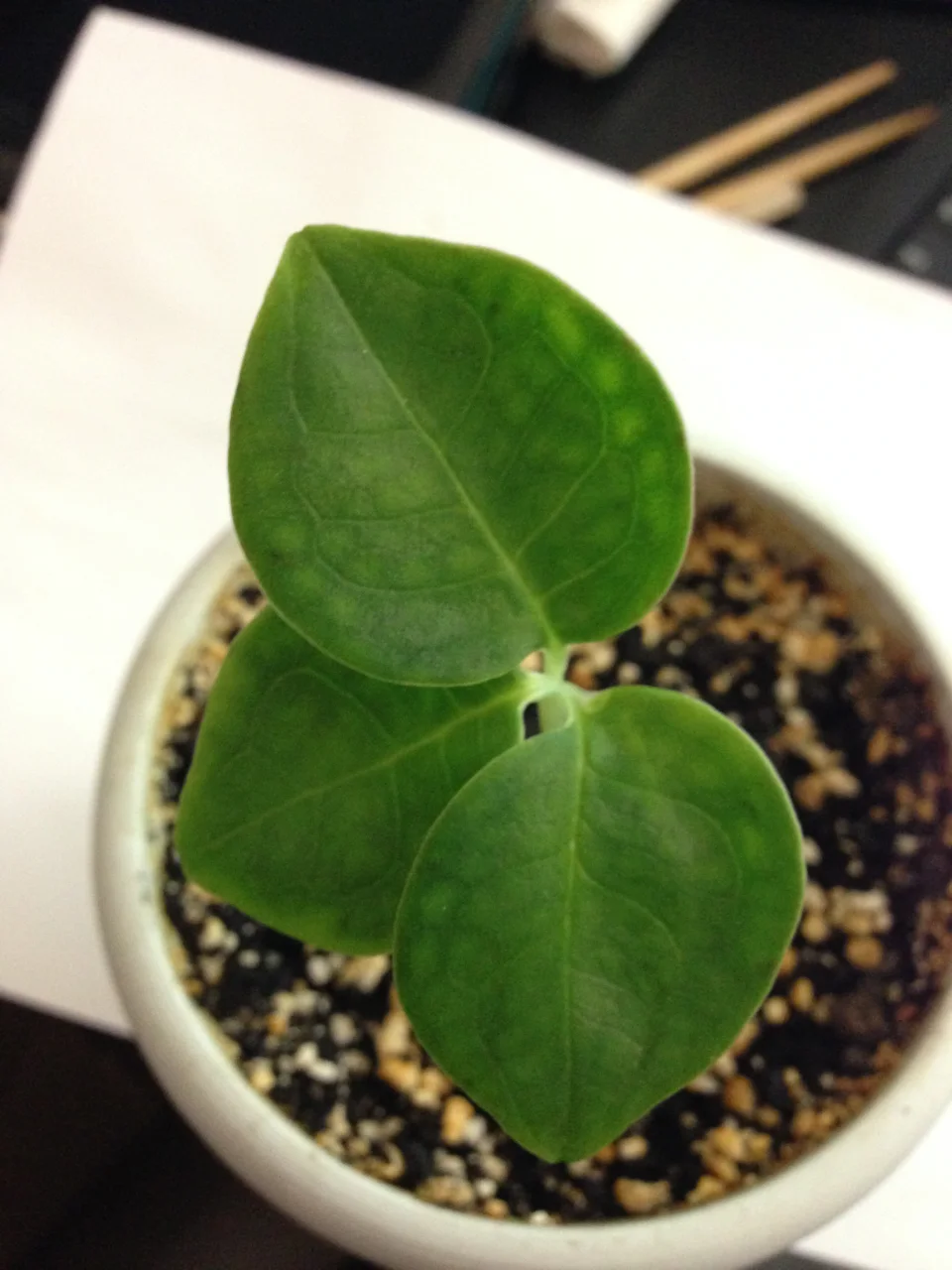 Amorphophallus manta