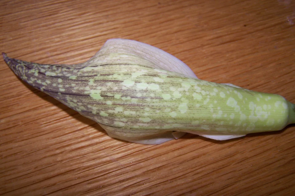 Amorphophallus beccarii