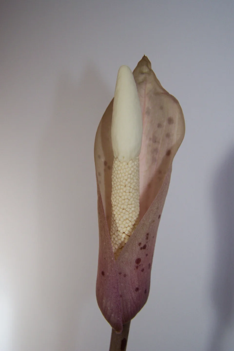 Amorphophallus carneus