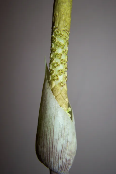 Amorphophallus sylvaticus