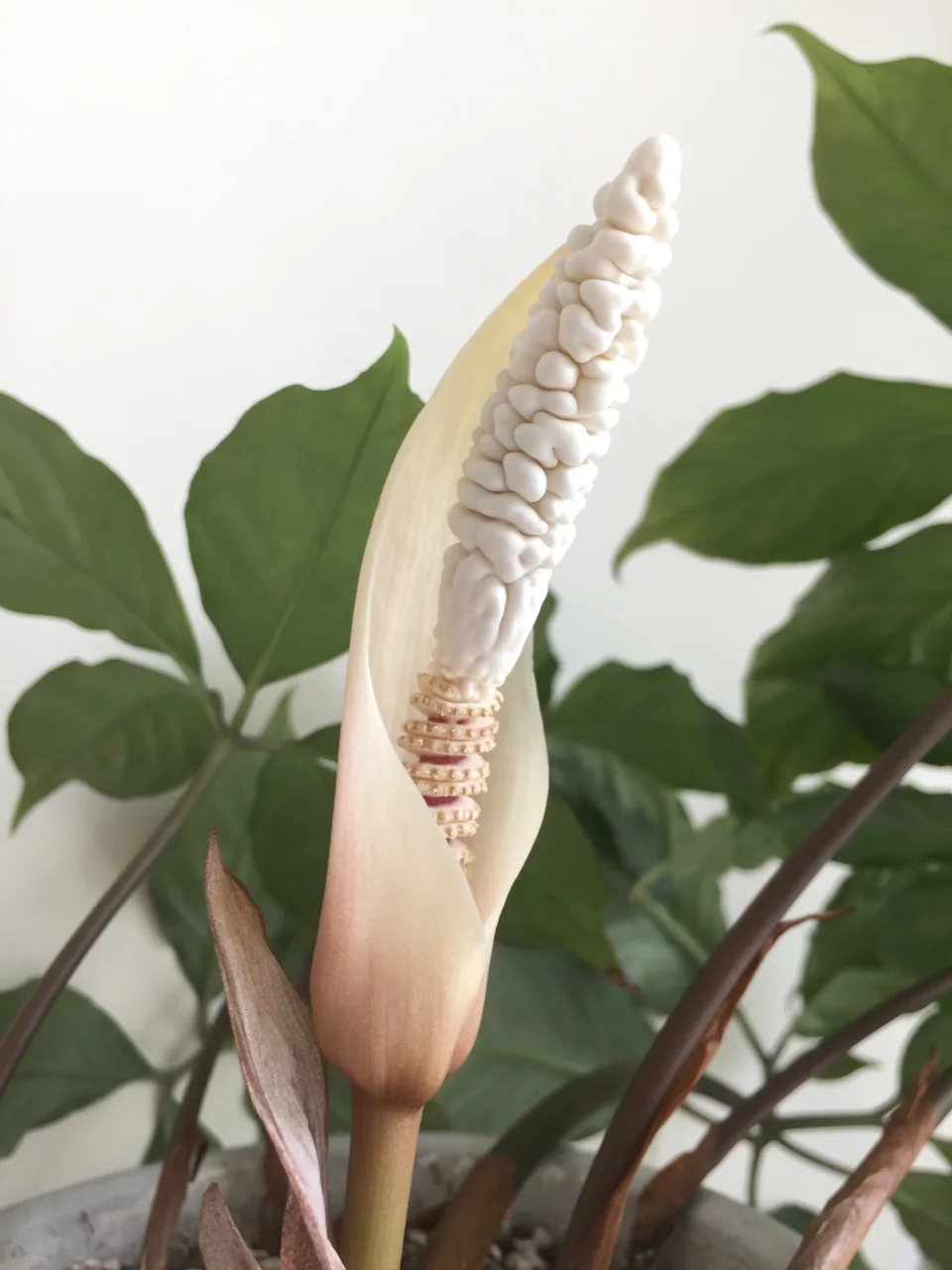 Amorphophallus verticillatus