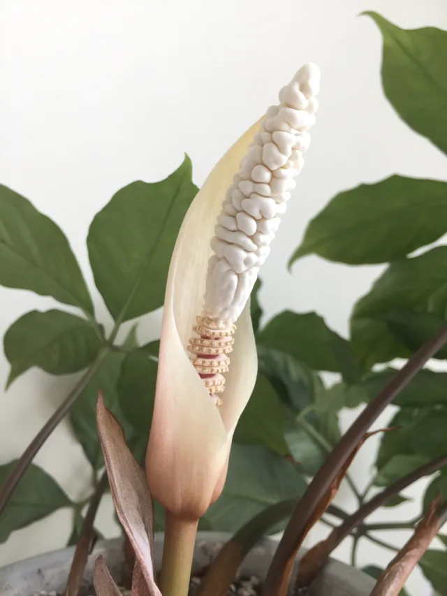 Amorphophallus verticillatus