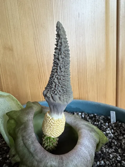 Amorphophallus lewallei