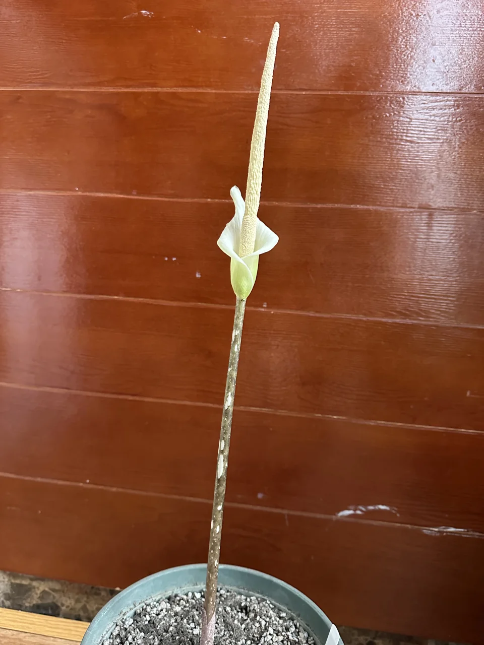 Amorphophallus variabilis