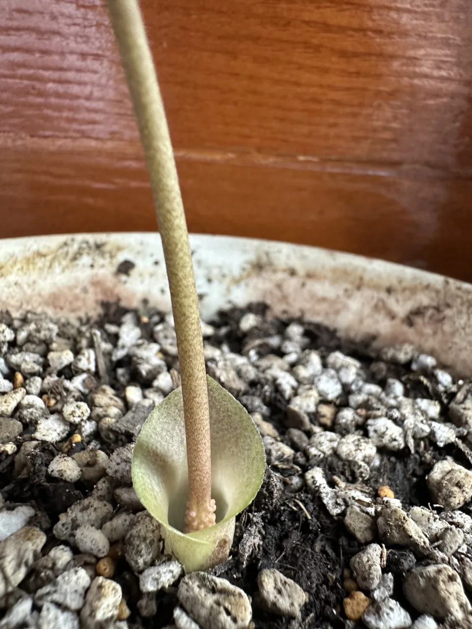Amorphophallus obscurus