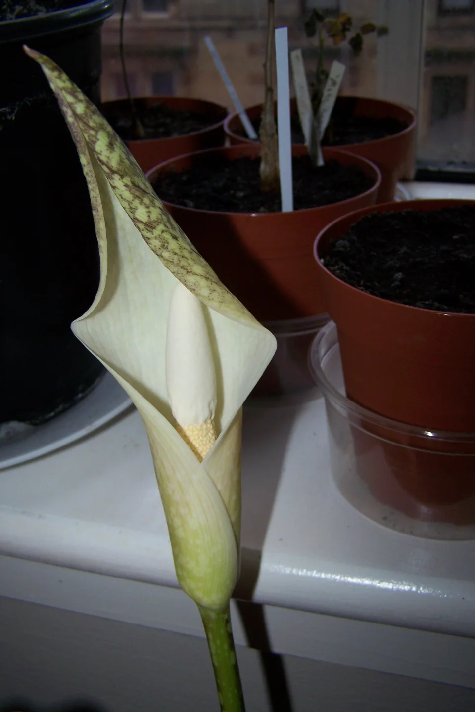 Amorphophallus beccarii