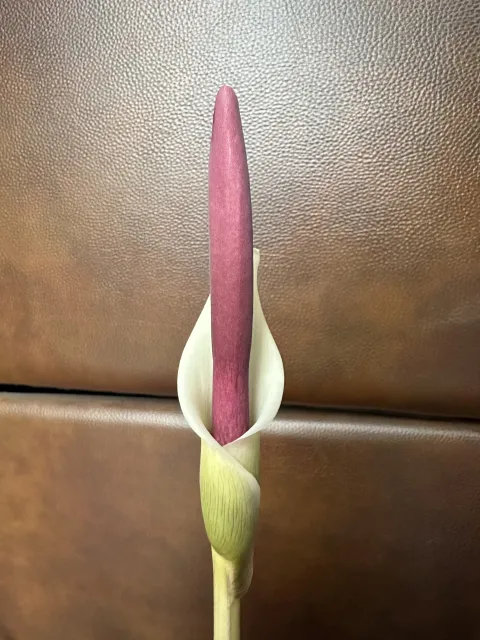 Amorphophallus haematospadix