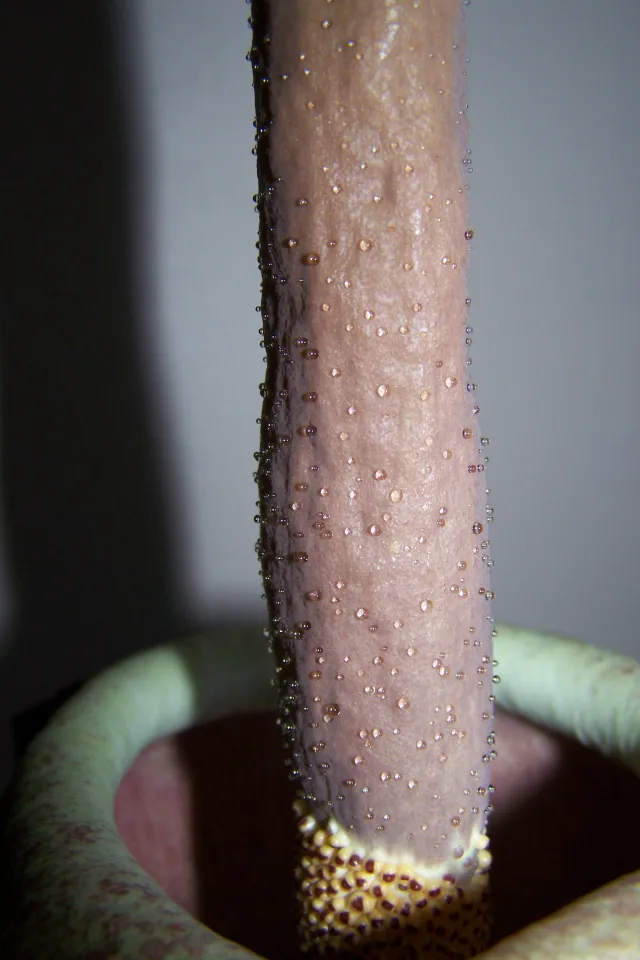 Amorphophallus impressus