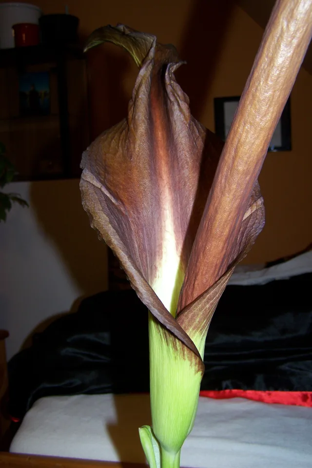 Amorphophallus taurostigma