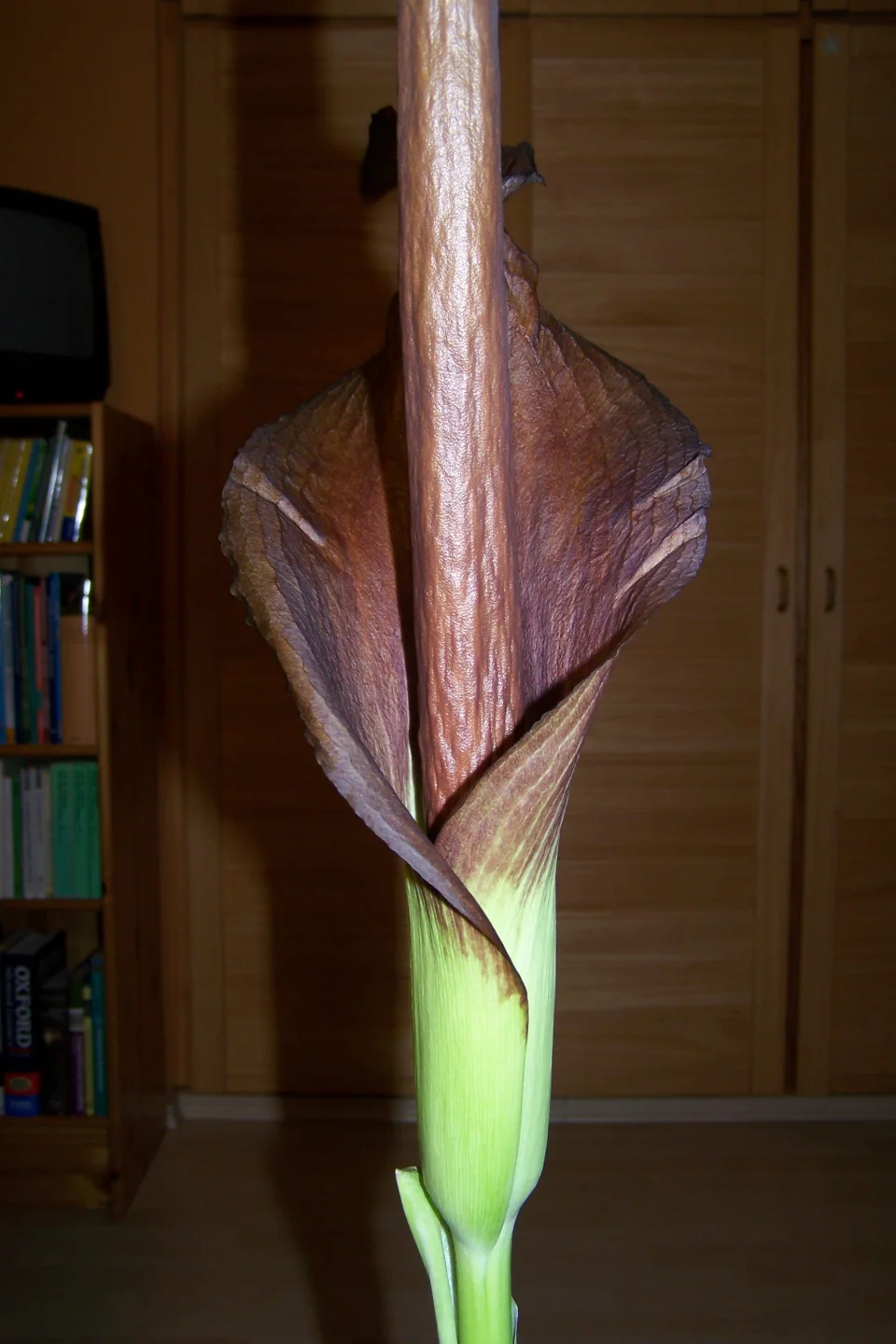 Amorphophallus taurostigma