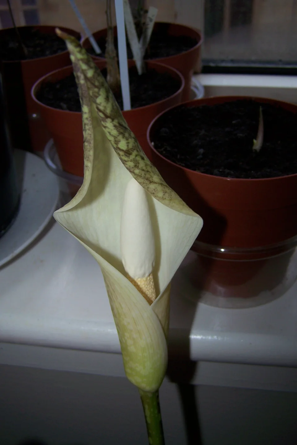 Amorphophallus beccarii
