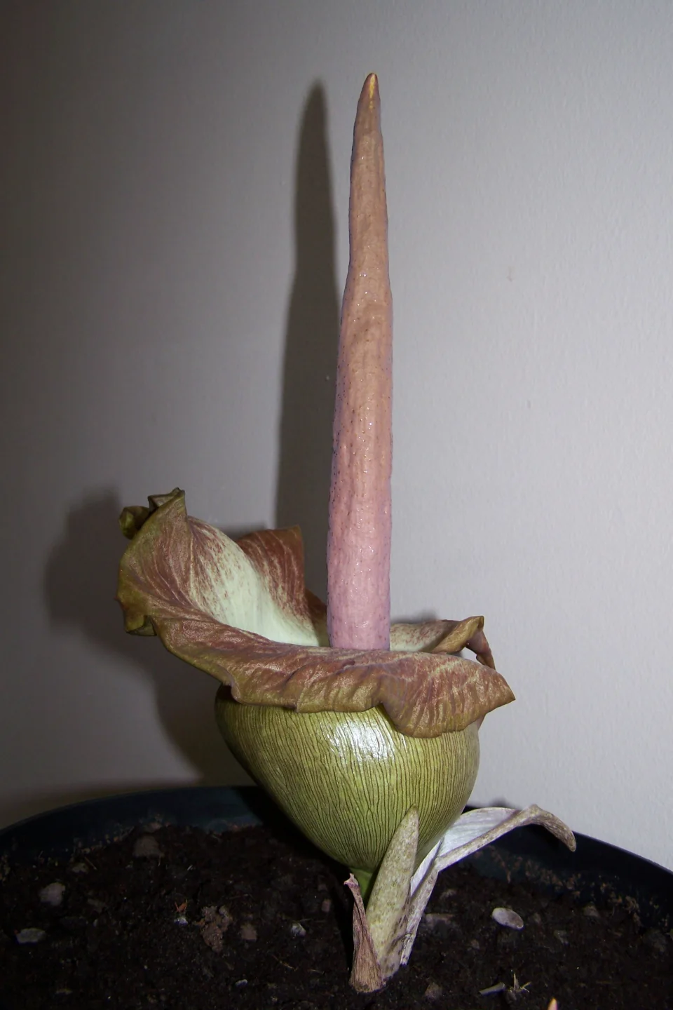 Amorphophallus impressus