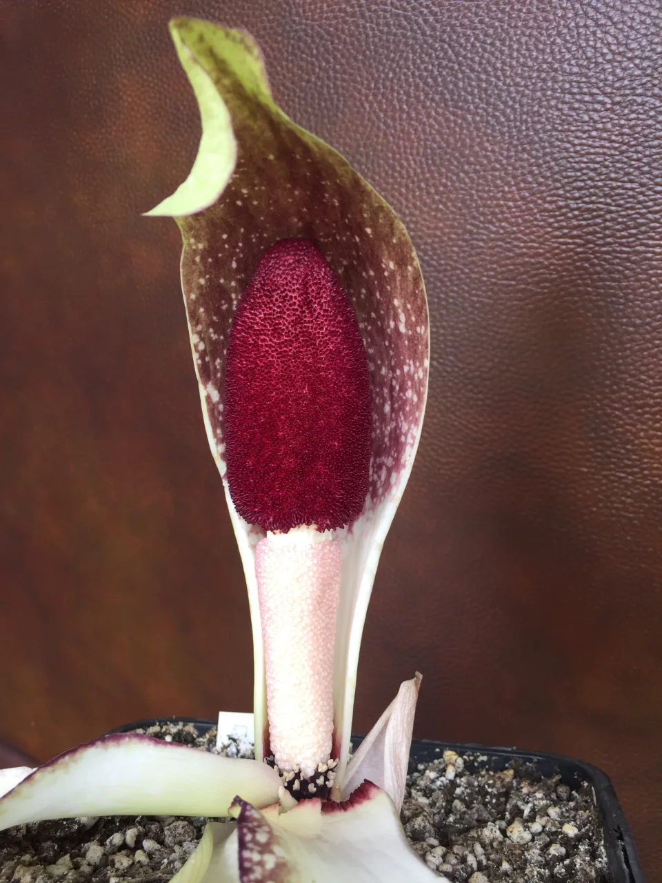 Amorphophallus fornicatus