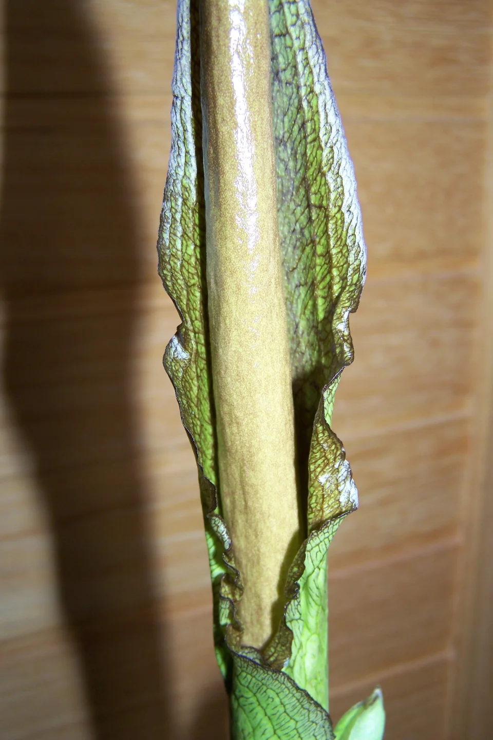 Amorphophallus taurostigma
