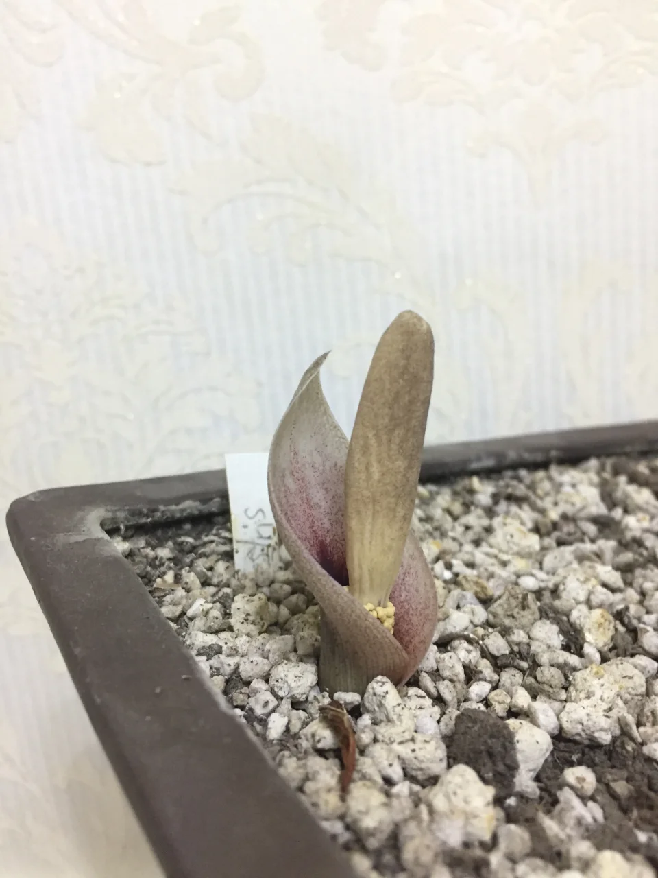 Amorphophallus terrestris