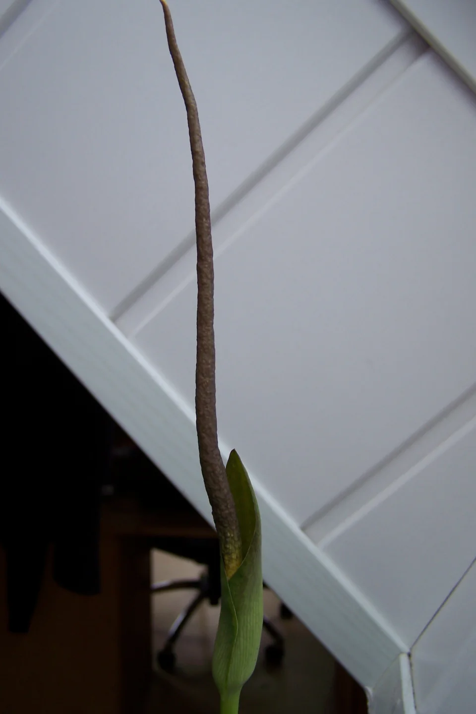 Amorphophallus aberrans