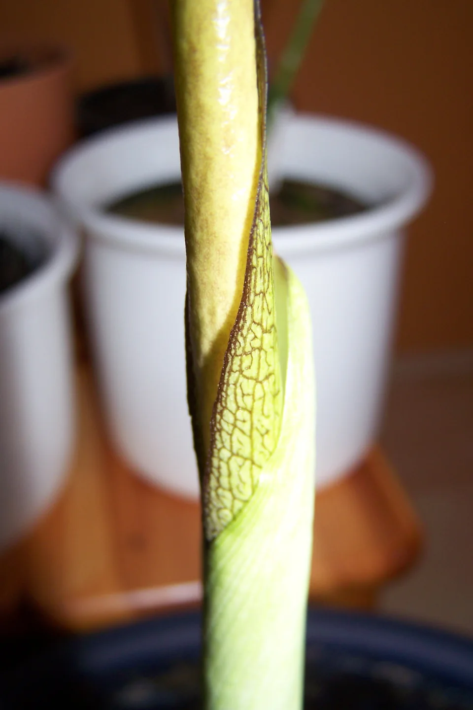 Amorphophallus taurostigma